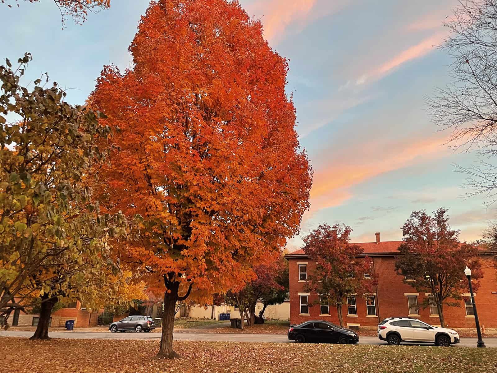 The Cost of Living in German Village - a tree with orange leaves and cars parked in front of a building